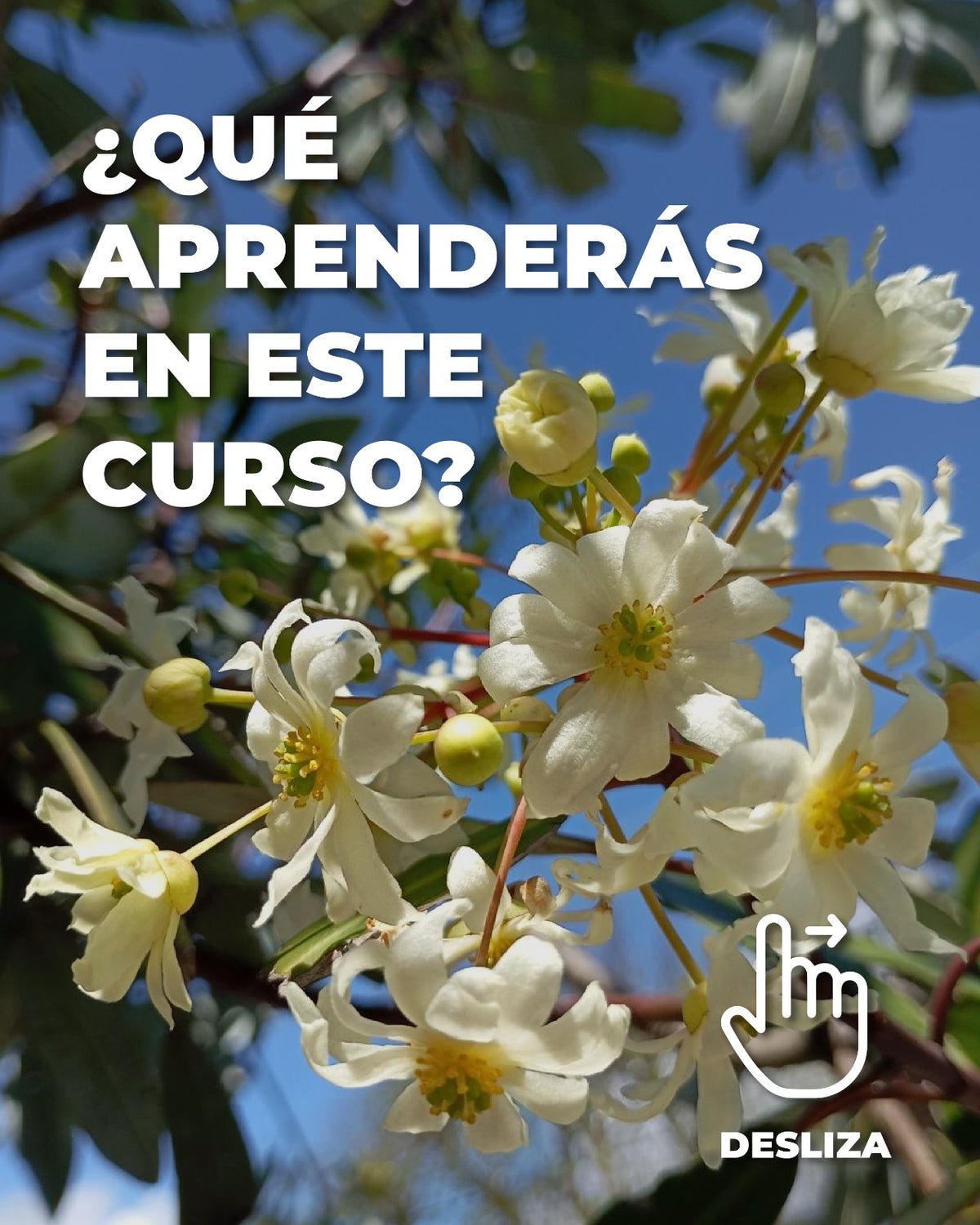Curso online: Fitoterapia tradicional China con hierbas nativas