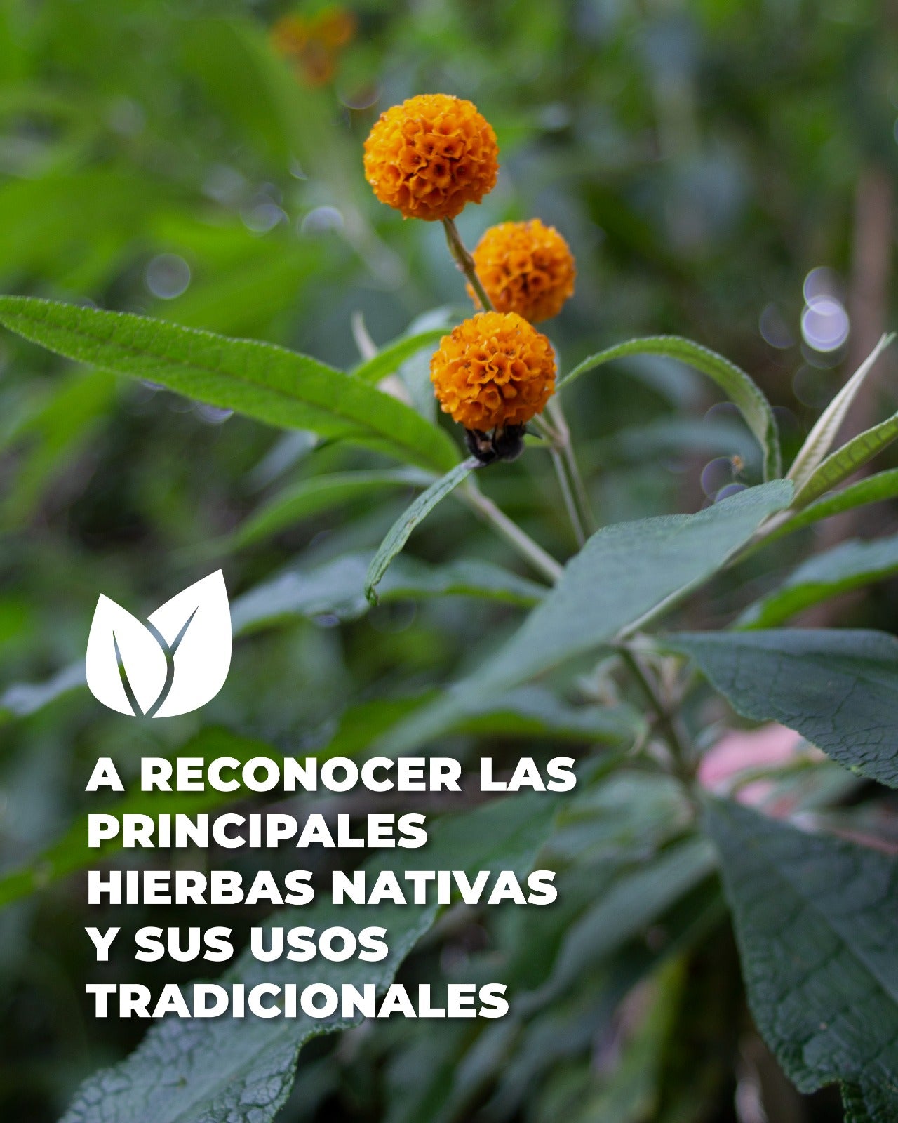 Curso online: Fitoterapia tradicional China con hierbas nativas