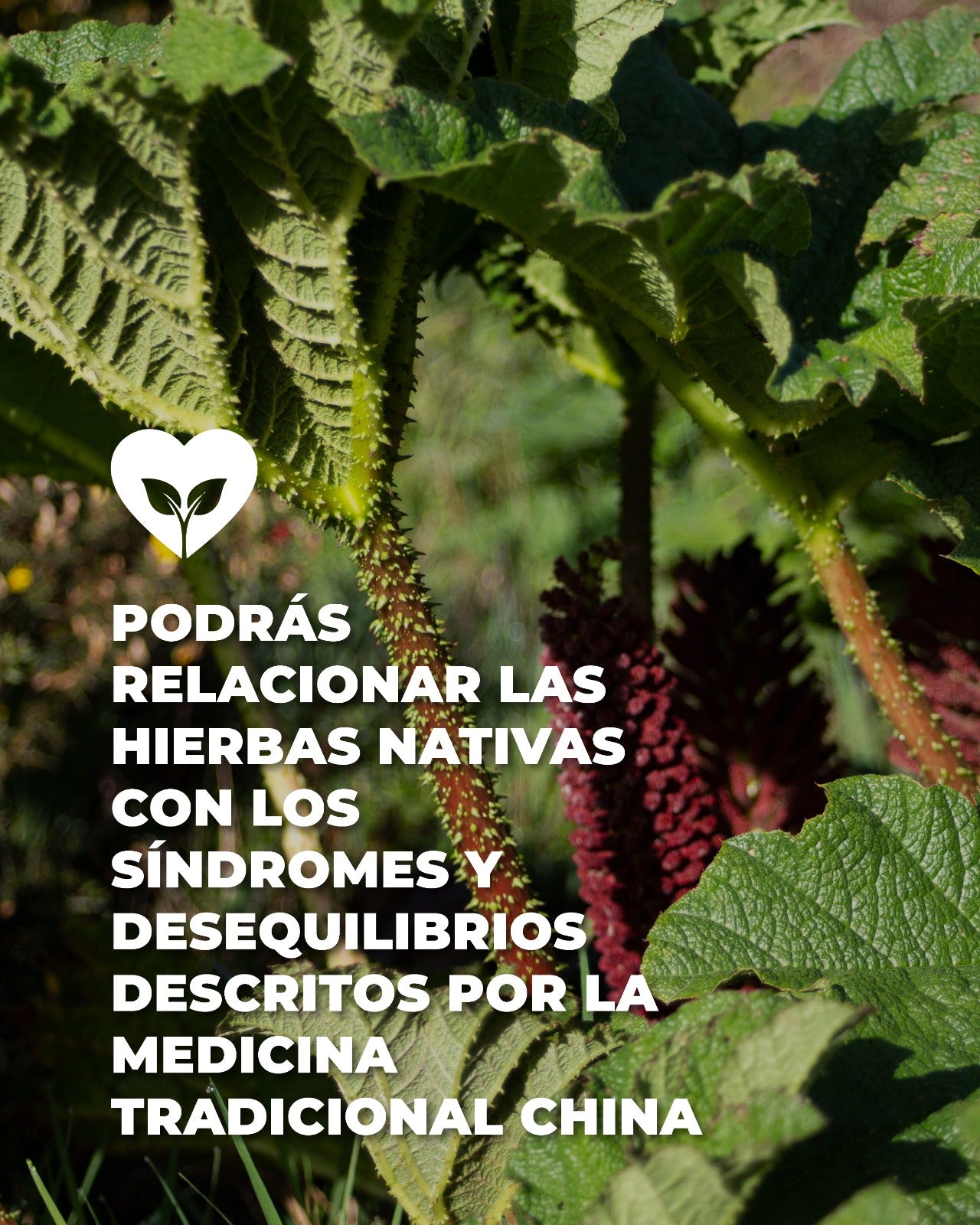 Curso online: Fitoterapia tradicional China con hierbas nativas