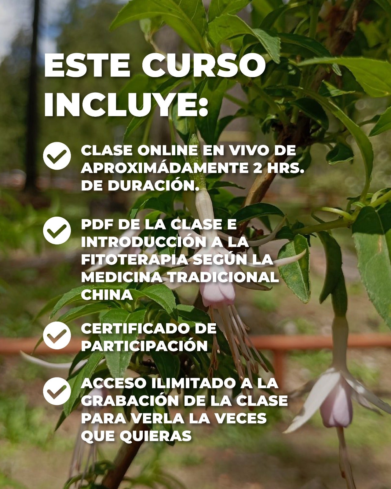 Curso online: Fitoterapia tradicional China con hierbas nativas