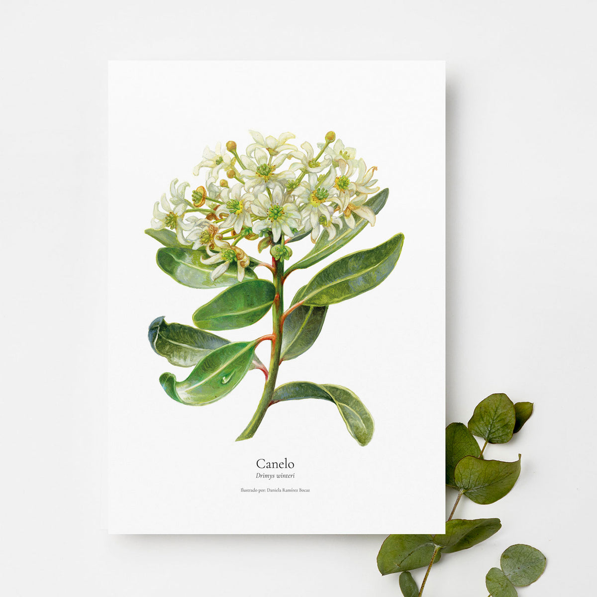 Lámina ilustrada flora Bosque Chileno 30x40 cm