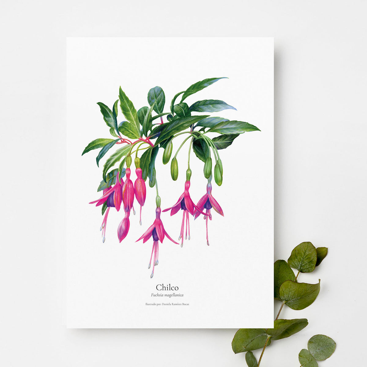 Lámina ilustrada flora Bosque Chileno 30x40 cm