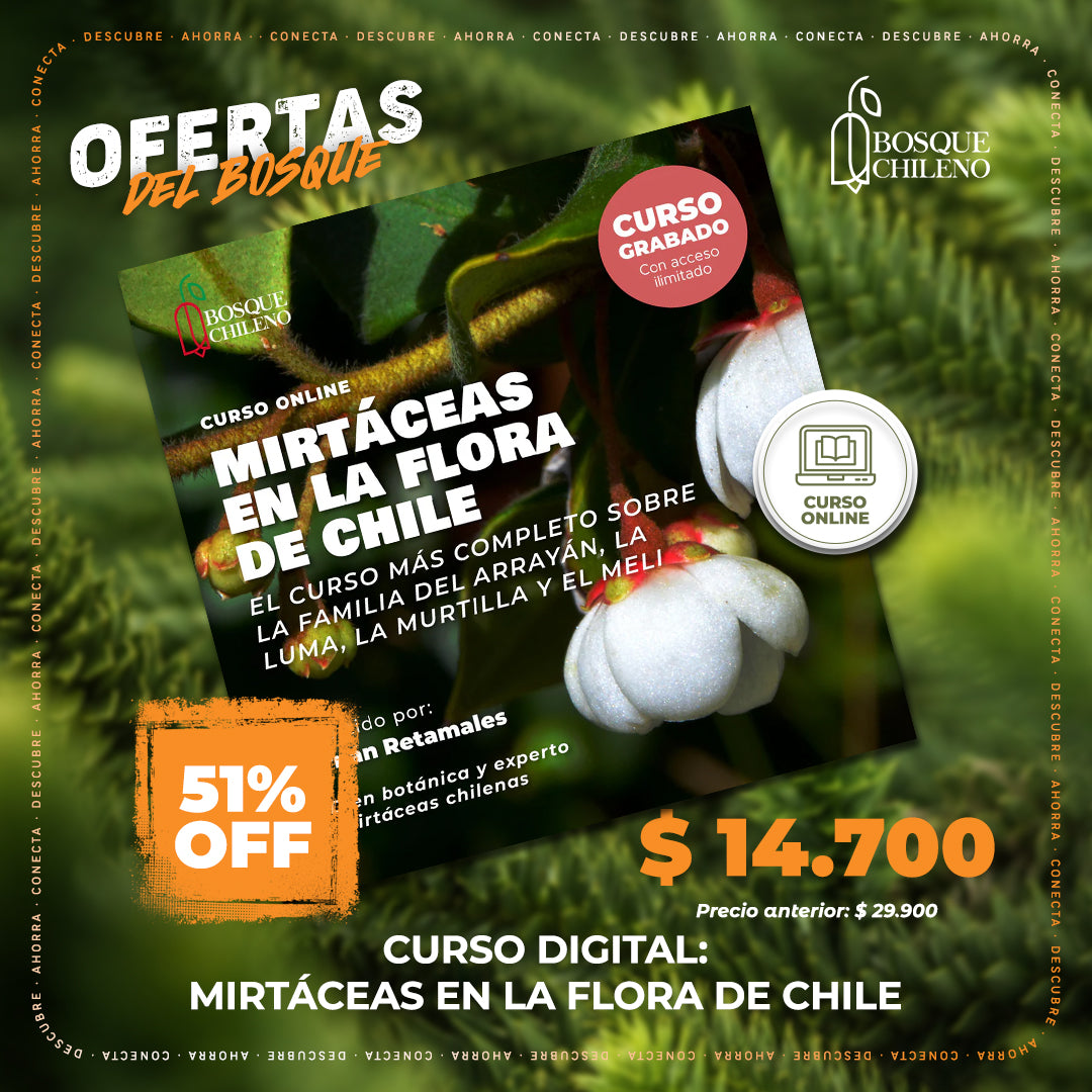 Curso digital: Mirtáceas en la flora de Chile