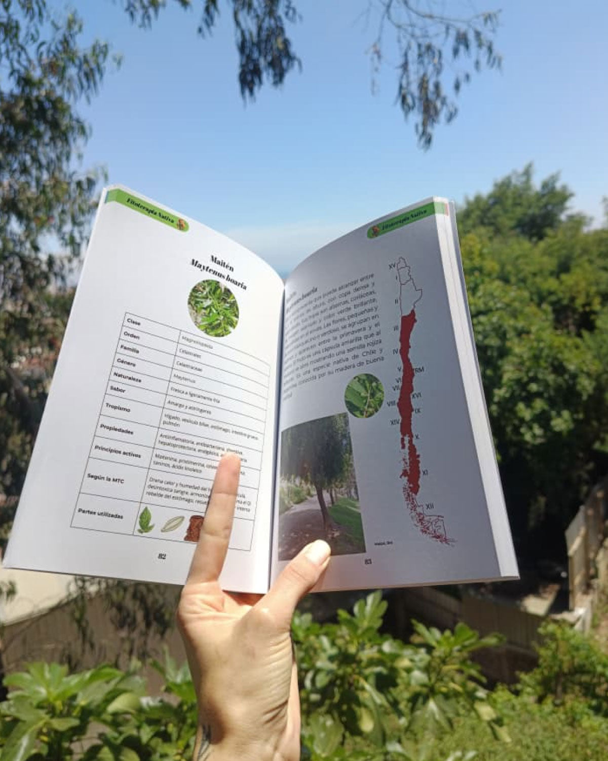 Pack Curso Fitoterapia EN VIVO + Libro "Las abuelas dicen"