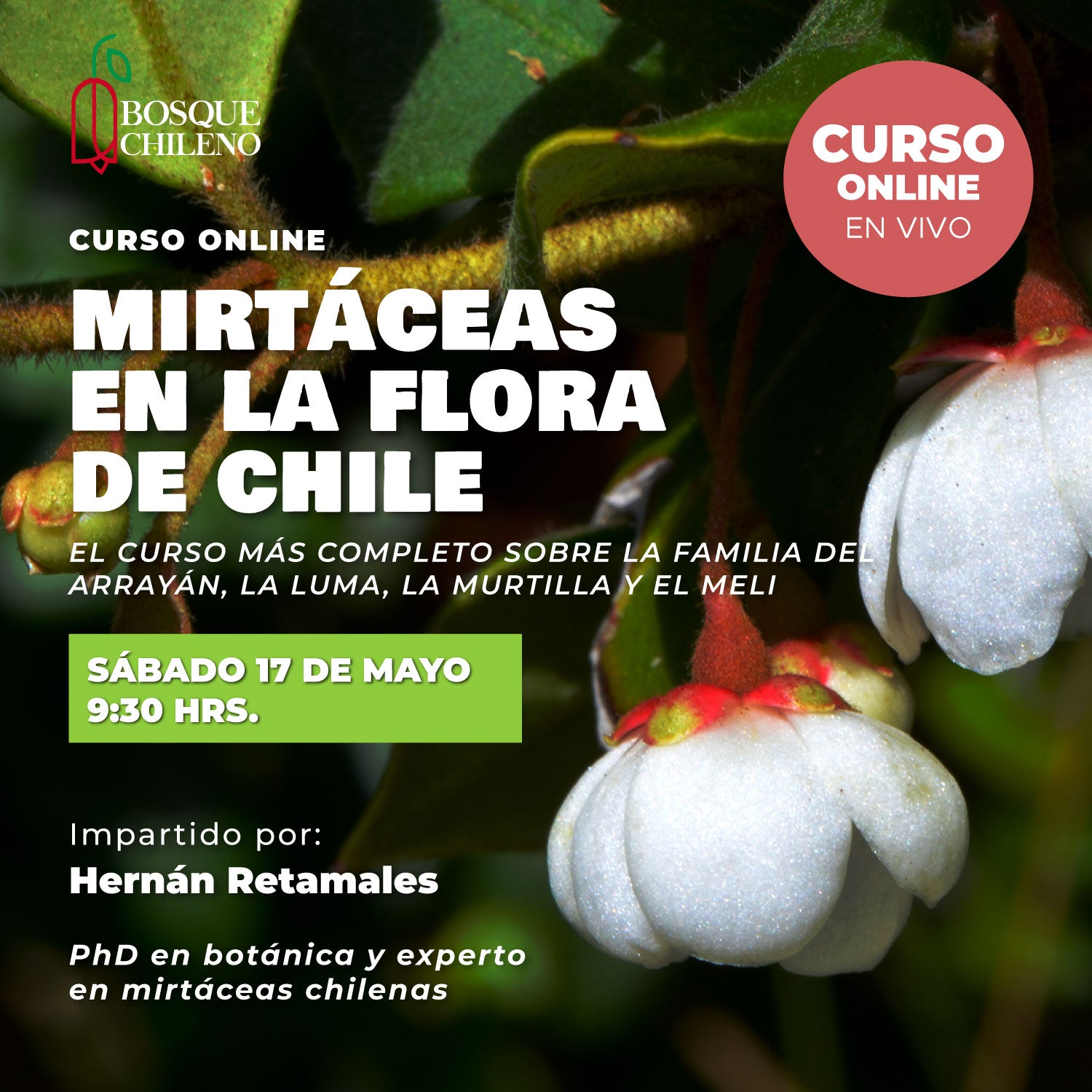 Curso online: Mirtáceas en la flora de Chile