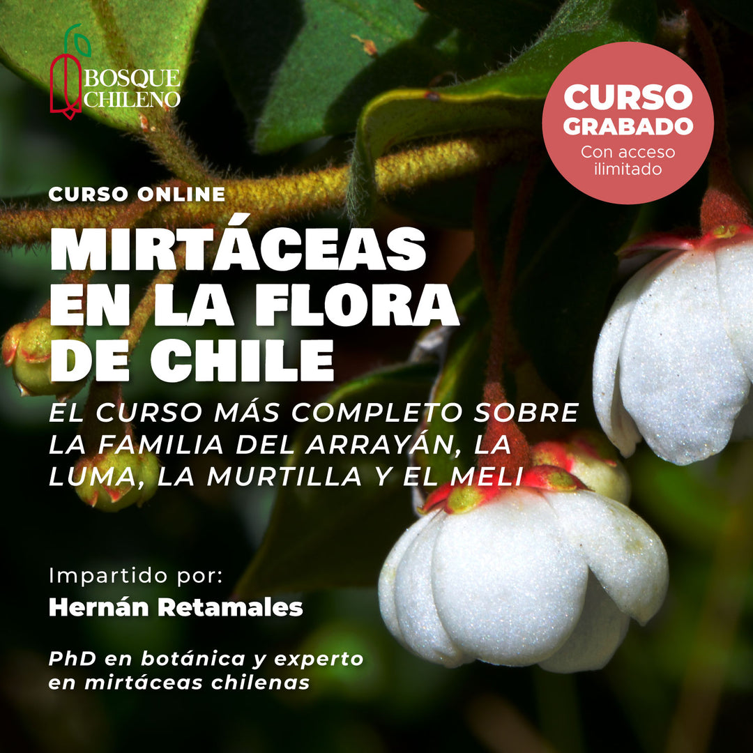 Curso digital: Mirtáceas en la flora de Chile
