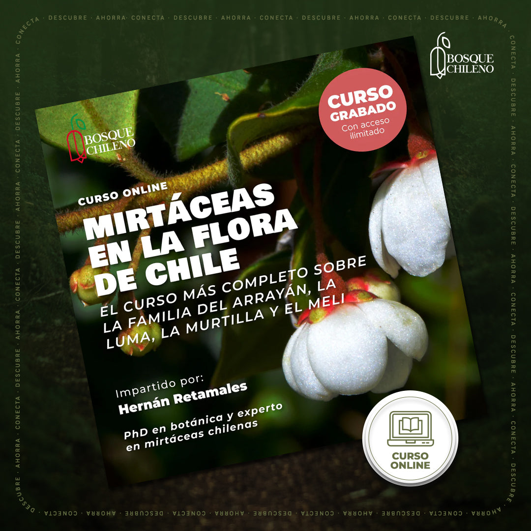 Curso digital: Mirtáceas en la flora de Chile
