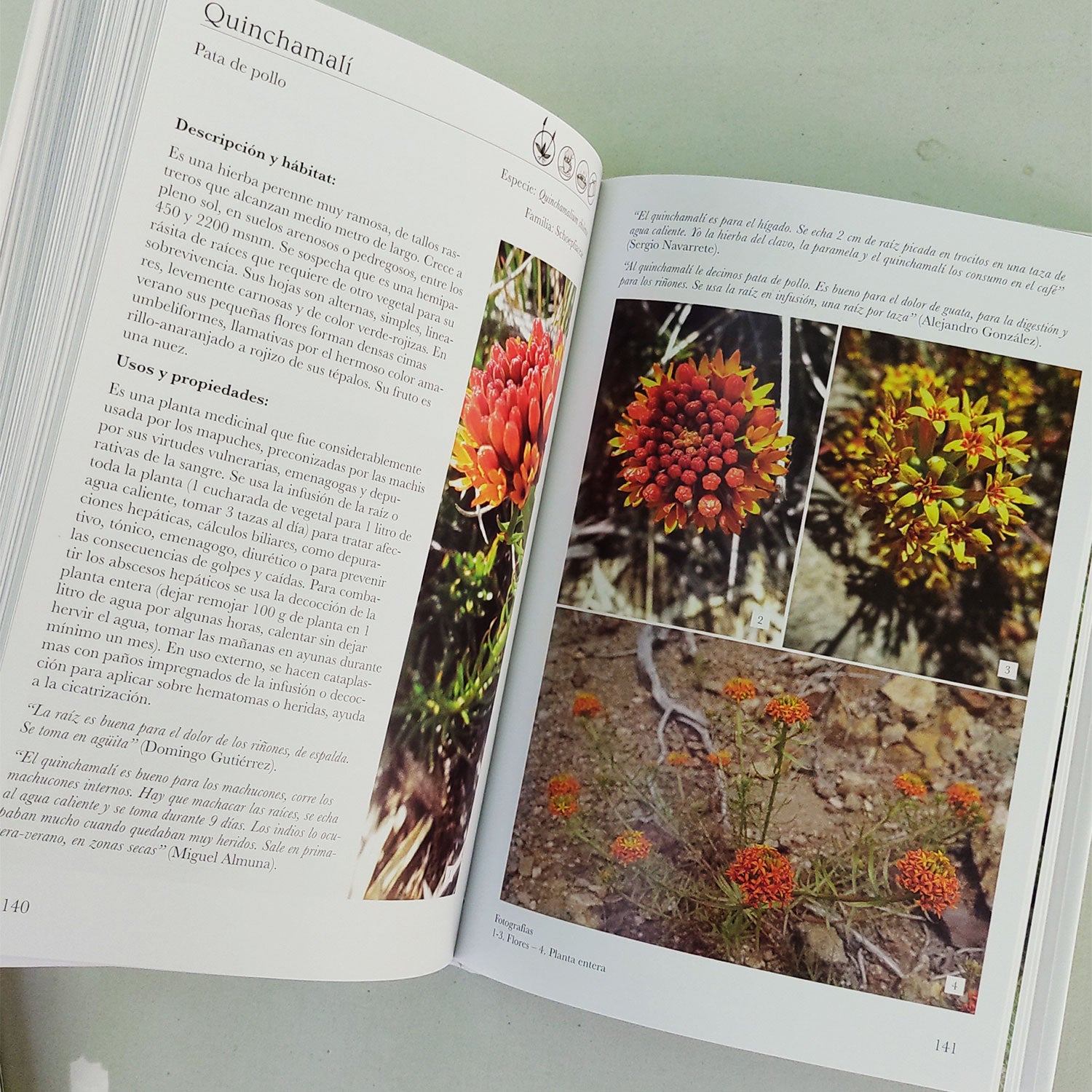 Flora cordillerana del Ñuble y sus usos tradicionales – Bosquechileno