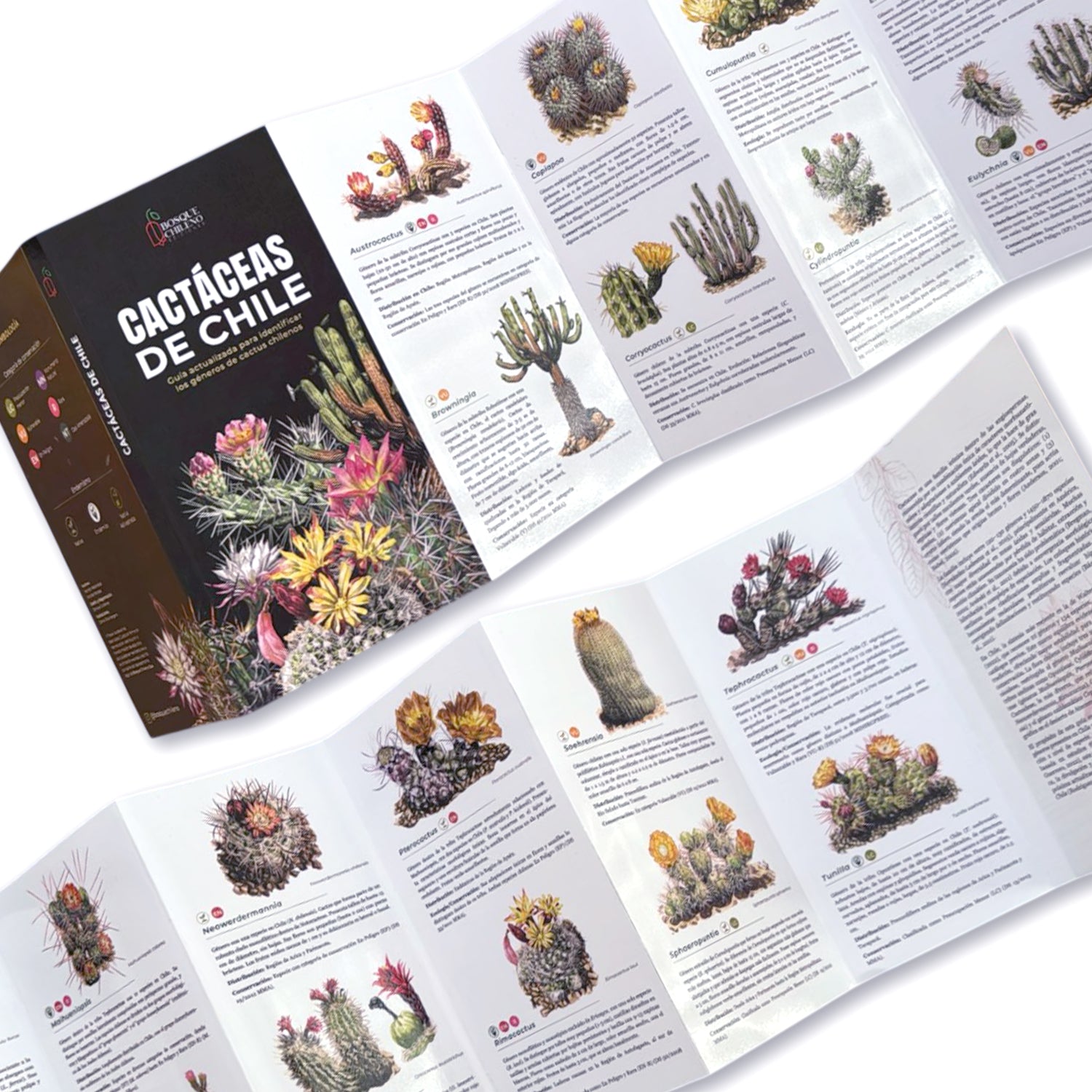 Guía de bolsillo - Cactáceas de Chile