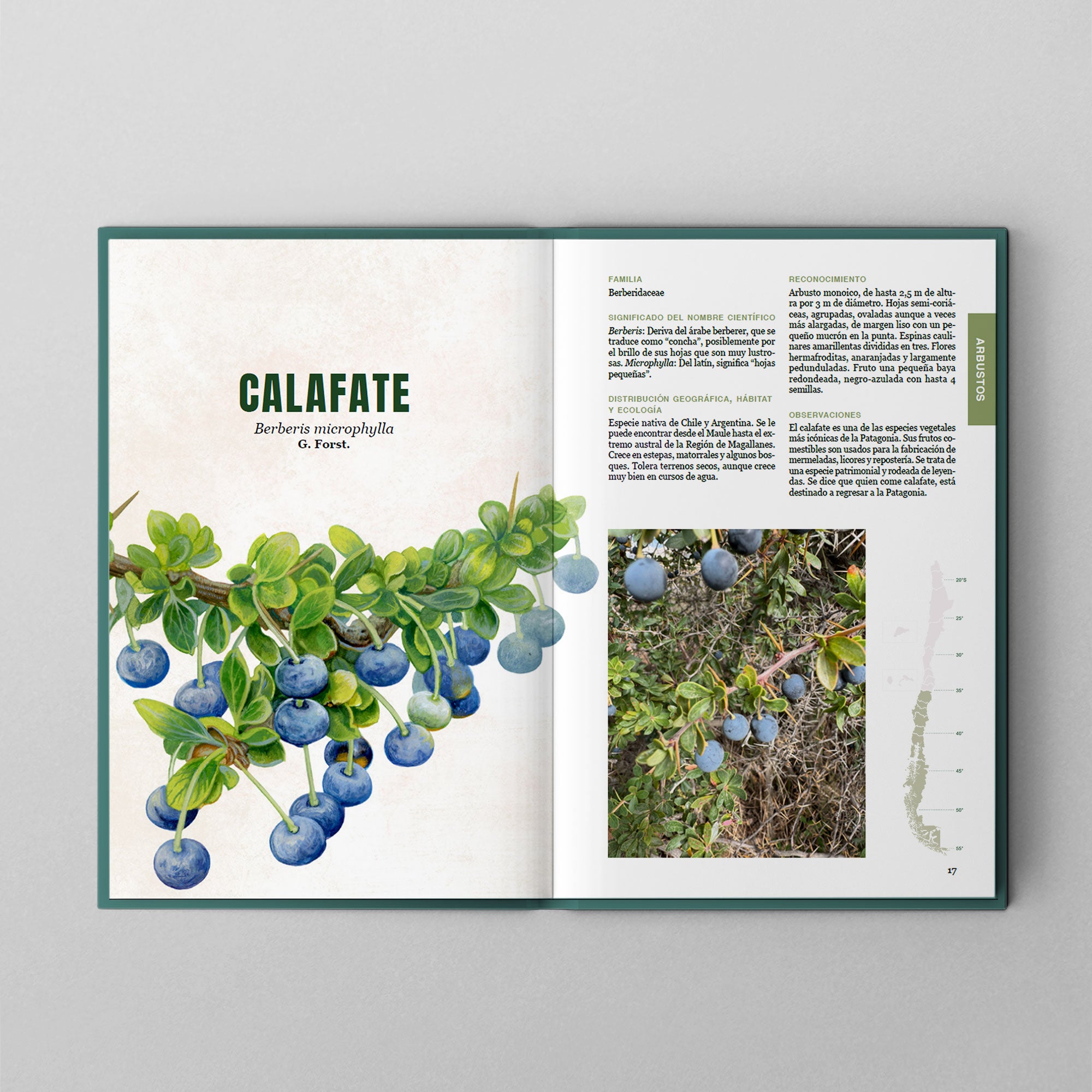 Arbustos y árboles del sur de Chile y patagonia