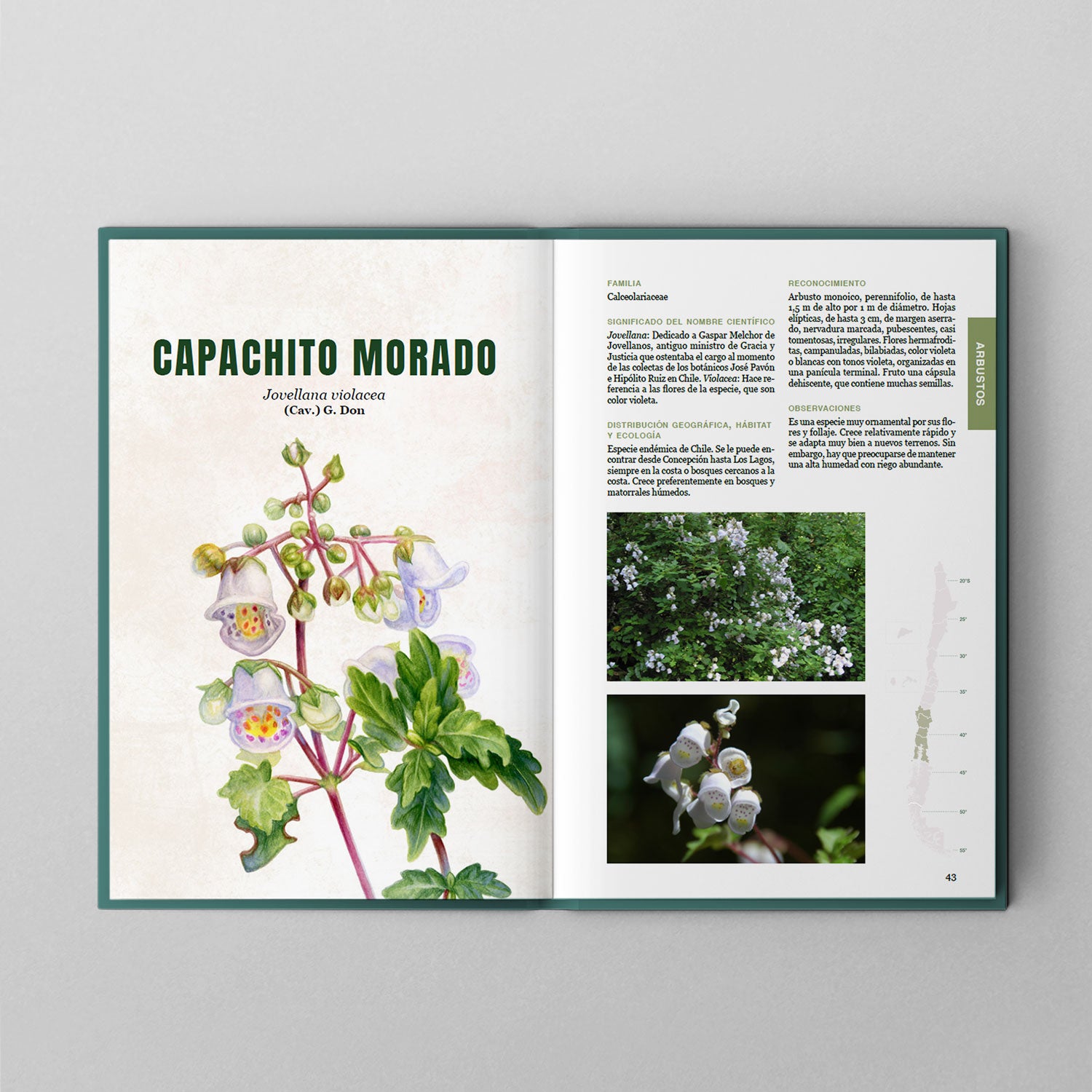 Arbustos y árboles del sur de Chile y patagonia