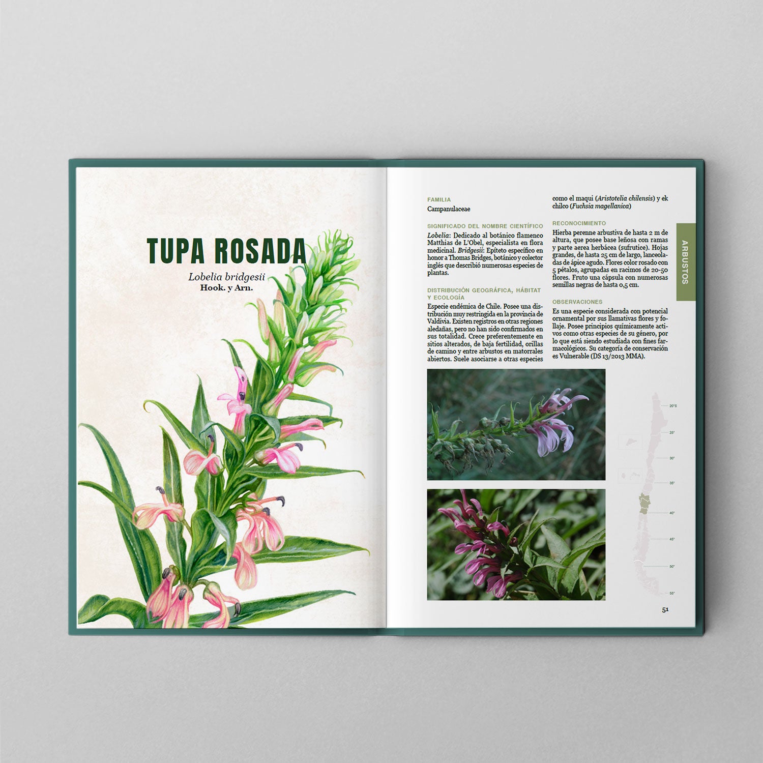 Arbustos y árboles del sur de Chile y patagonia