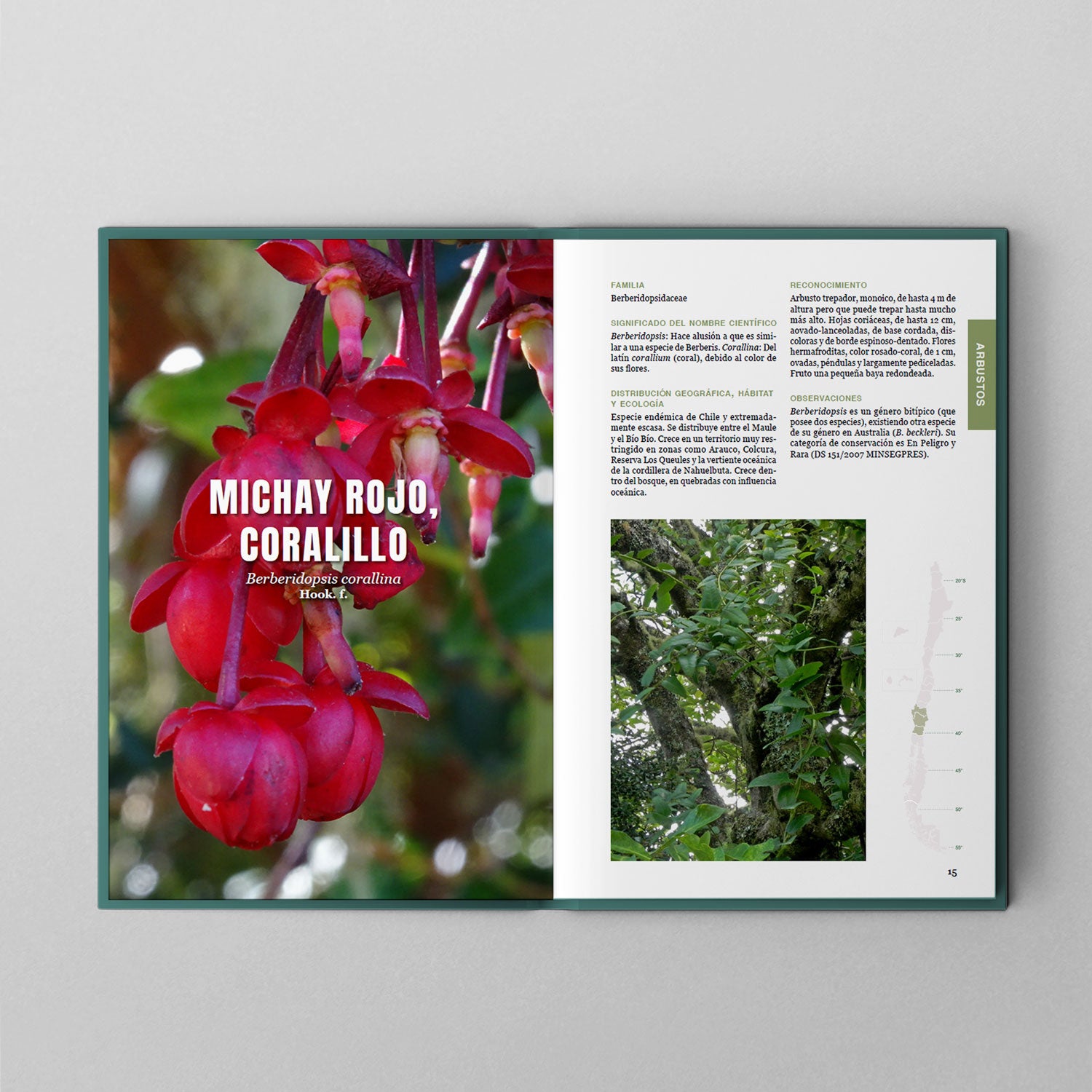 Arbustos y árboles del sur de Chile y patagonia