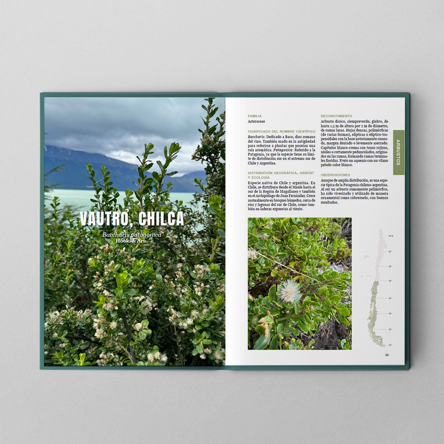 Arbustos y árboles del sur de Chile y patagonia