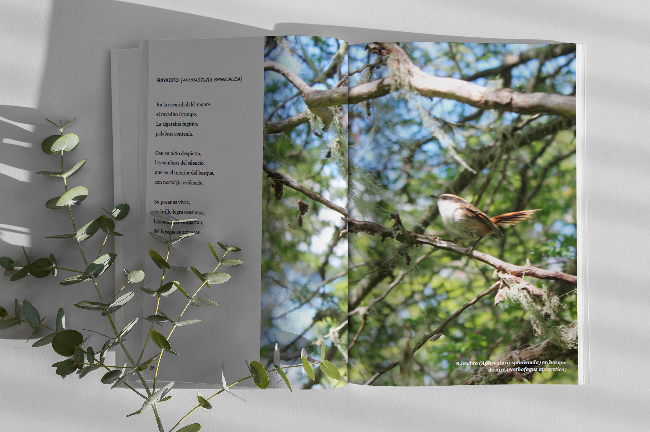 Sentir la Naturaleza: Reflexiones desde el bosque nativo