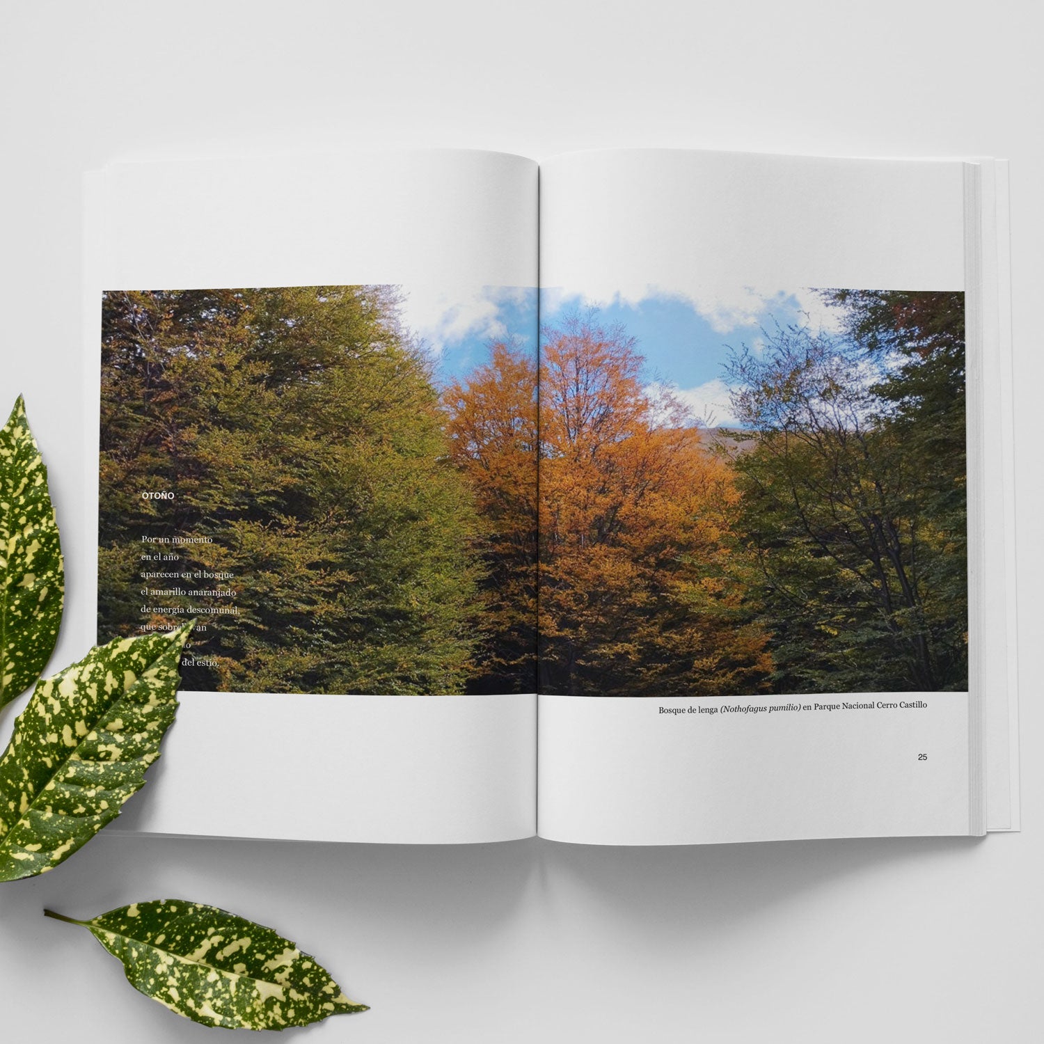 Sentir la Naturaleza: Reflexiones desde el bosque nativo