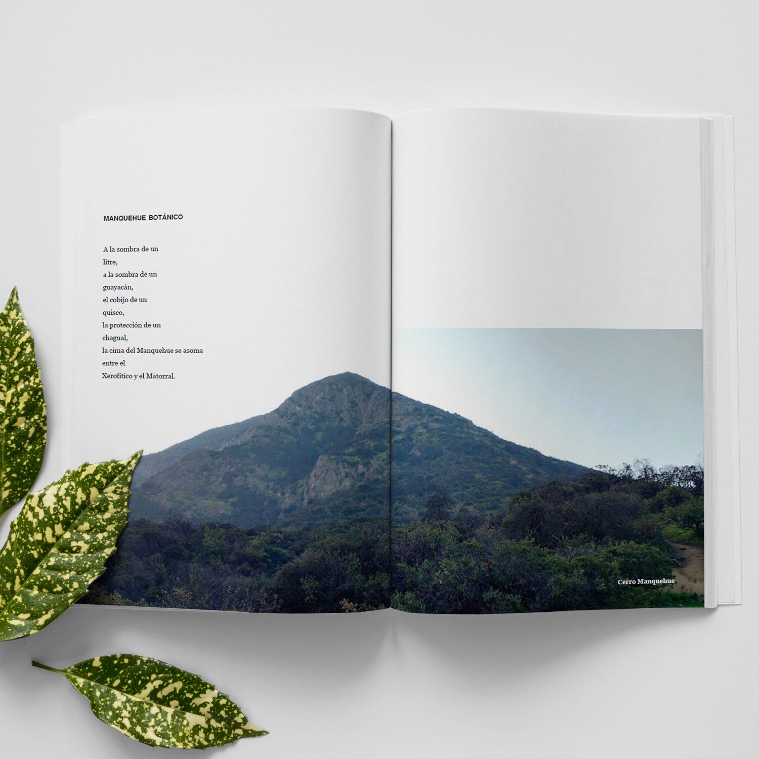 Sentir la Naturaleza: Reflexiones desde el bosque nativo