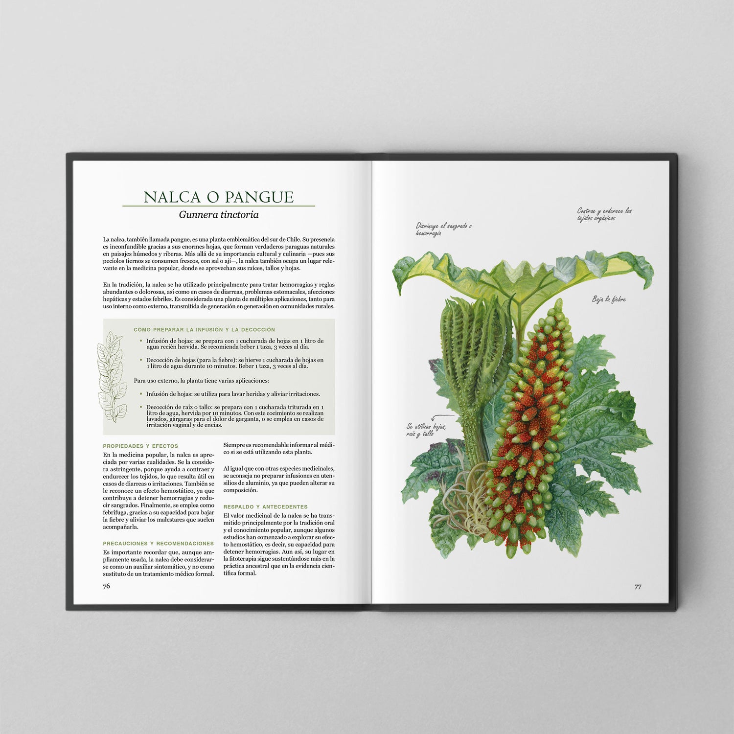 Pack Bosque Medicinal