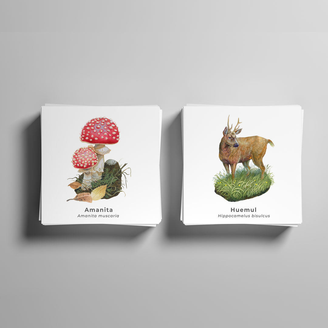 Pack Gato Andino