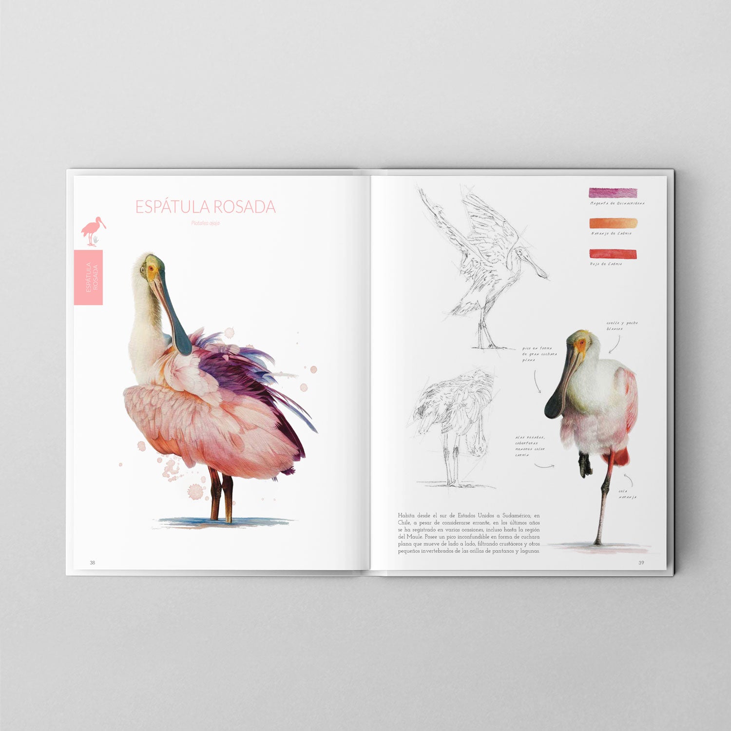 Aves de Chile: Colores al vuelo - Segunda edición