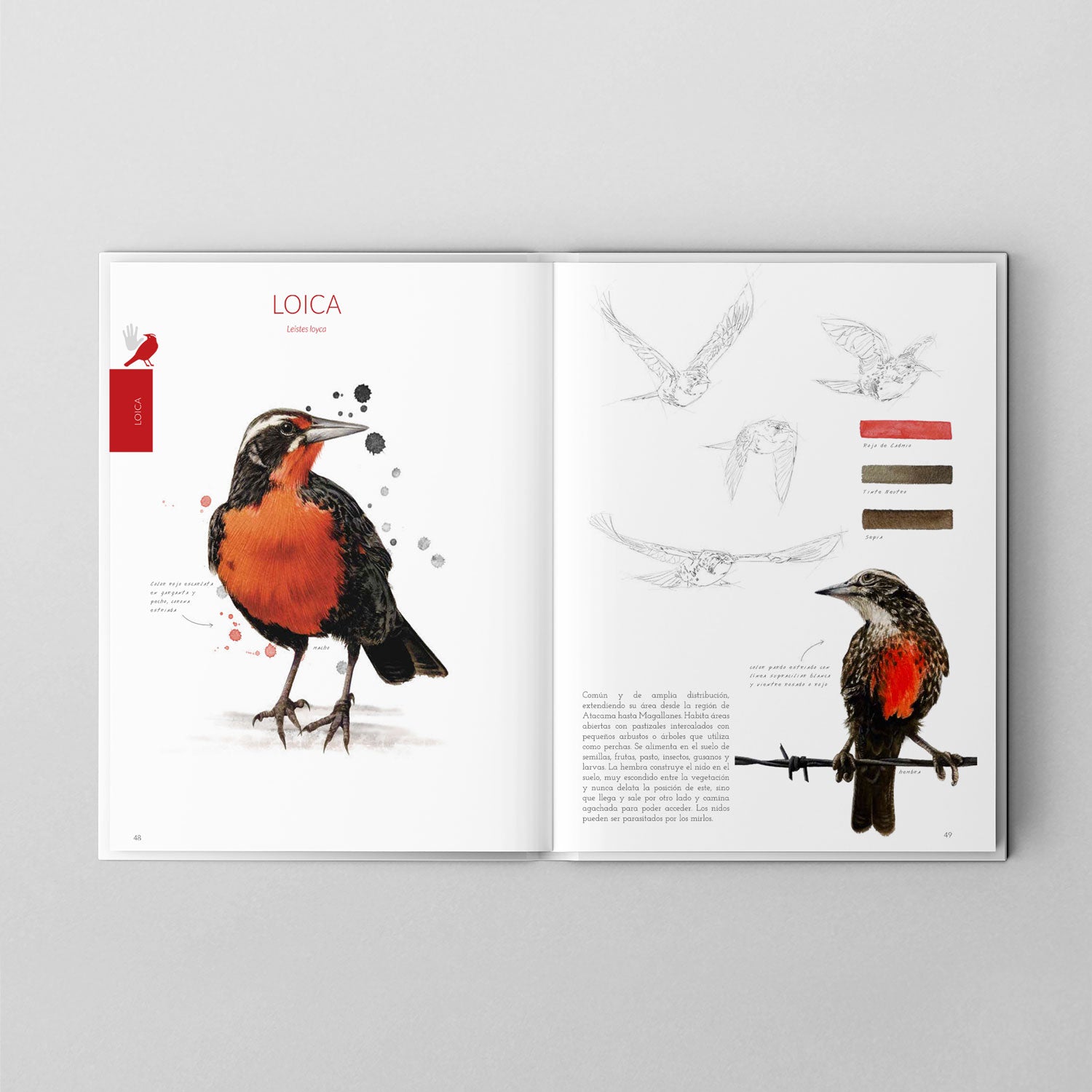 Aves de Chile: Colores al vuelo - Segunda edición