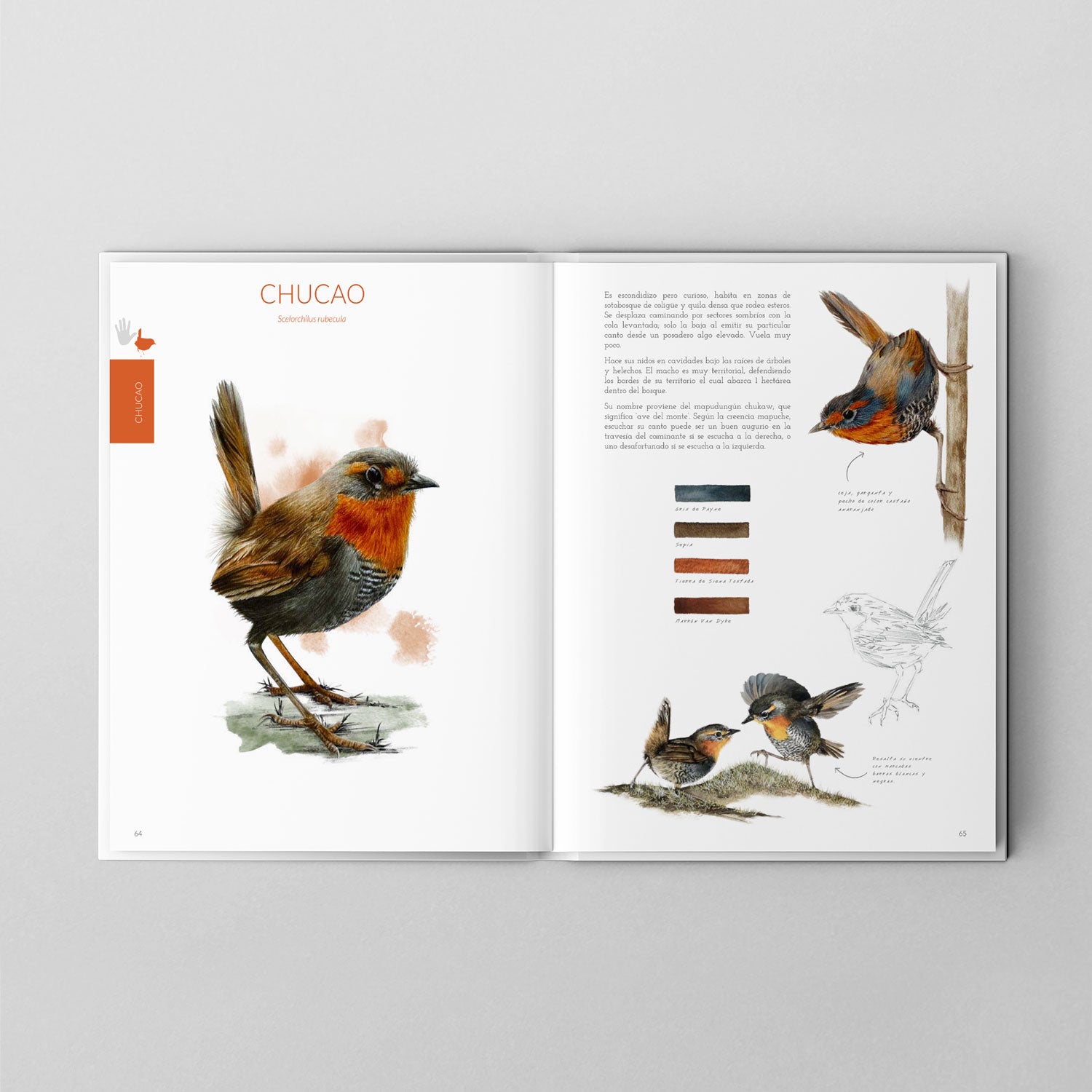 Pack Avifauna Chilena