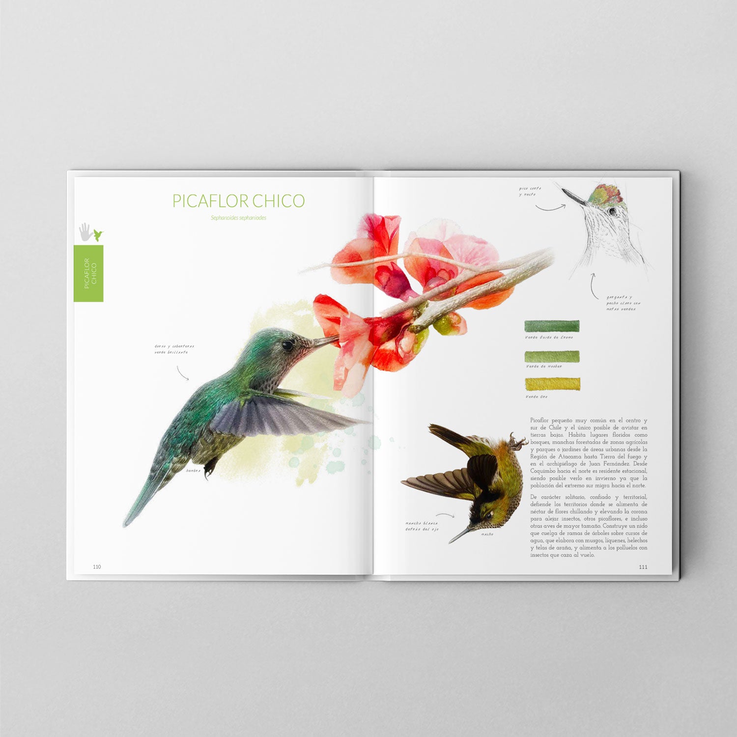 Pack Avifauna Chilena