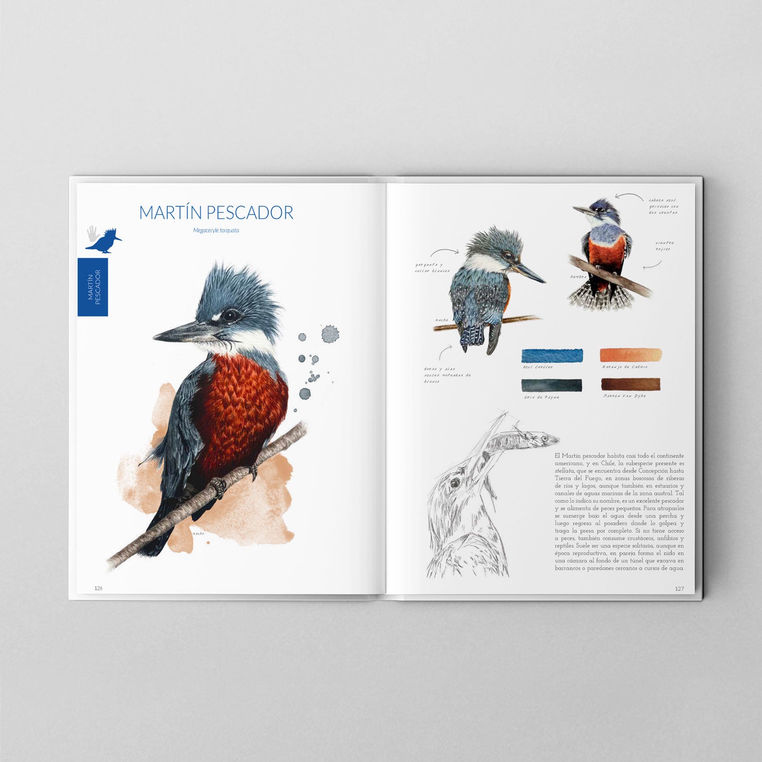 Pack Avifauna Chilena