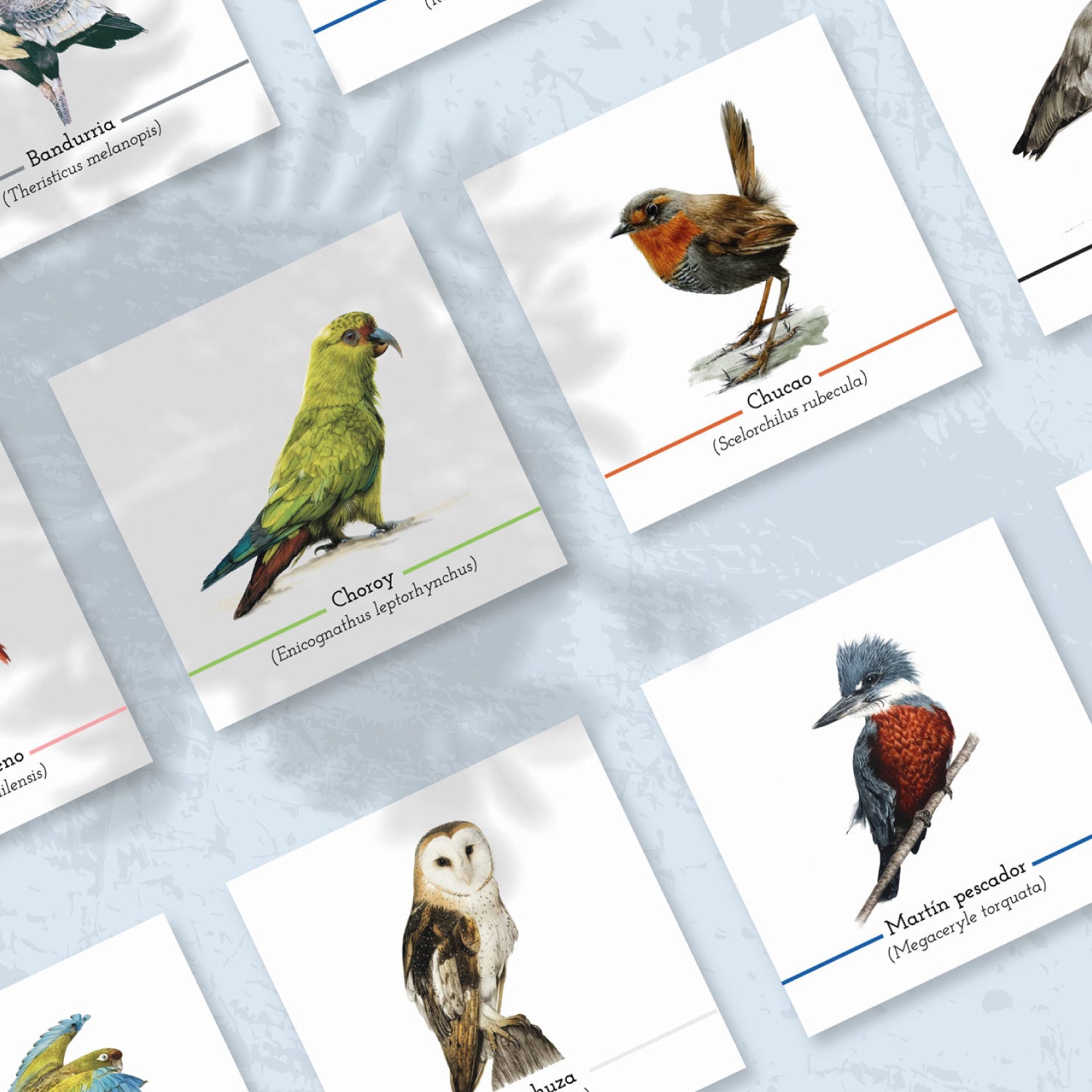 Pack Avifauna Chilena