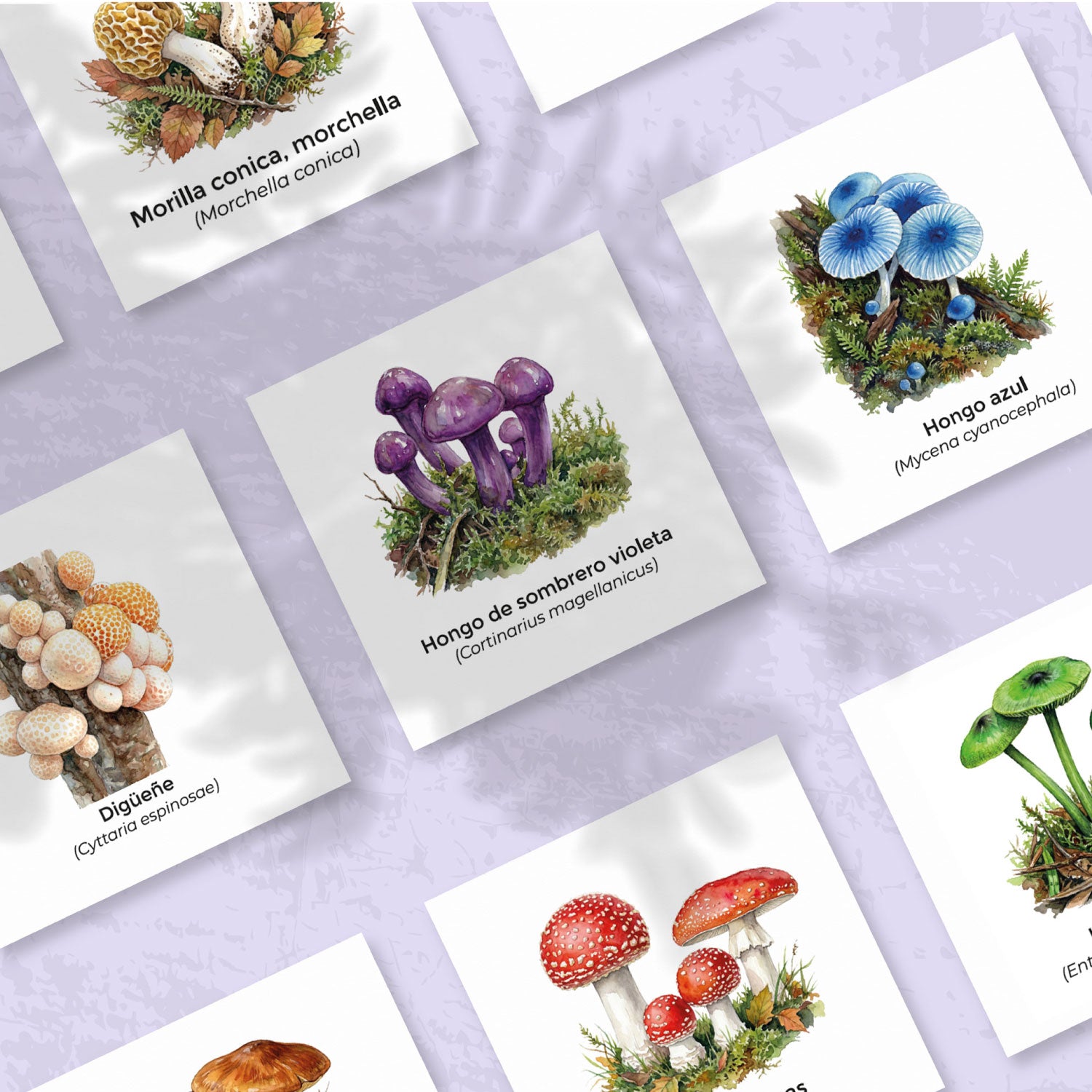 Memorice Hongos de Chile