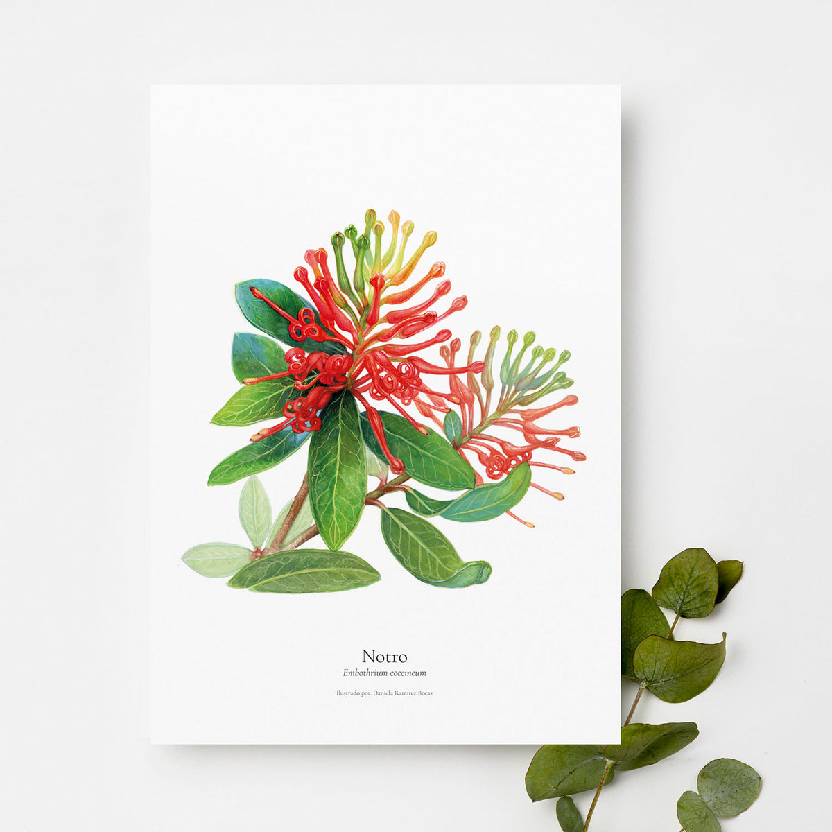 Lámina ilustrada flora Bosque Chileno 30x40 cm