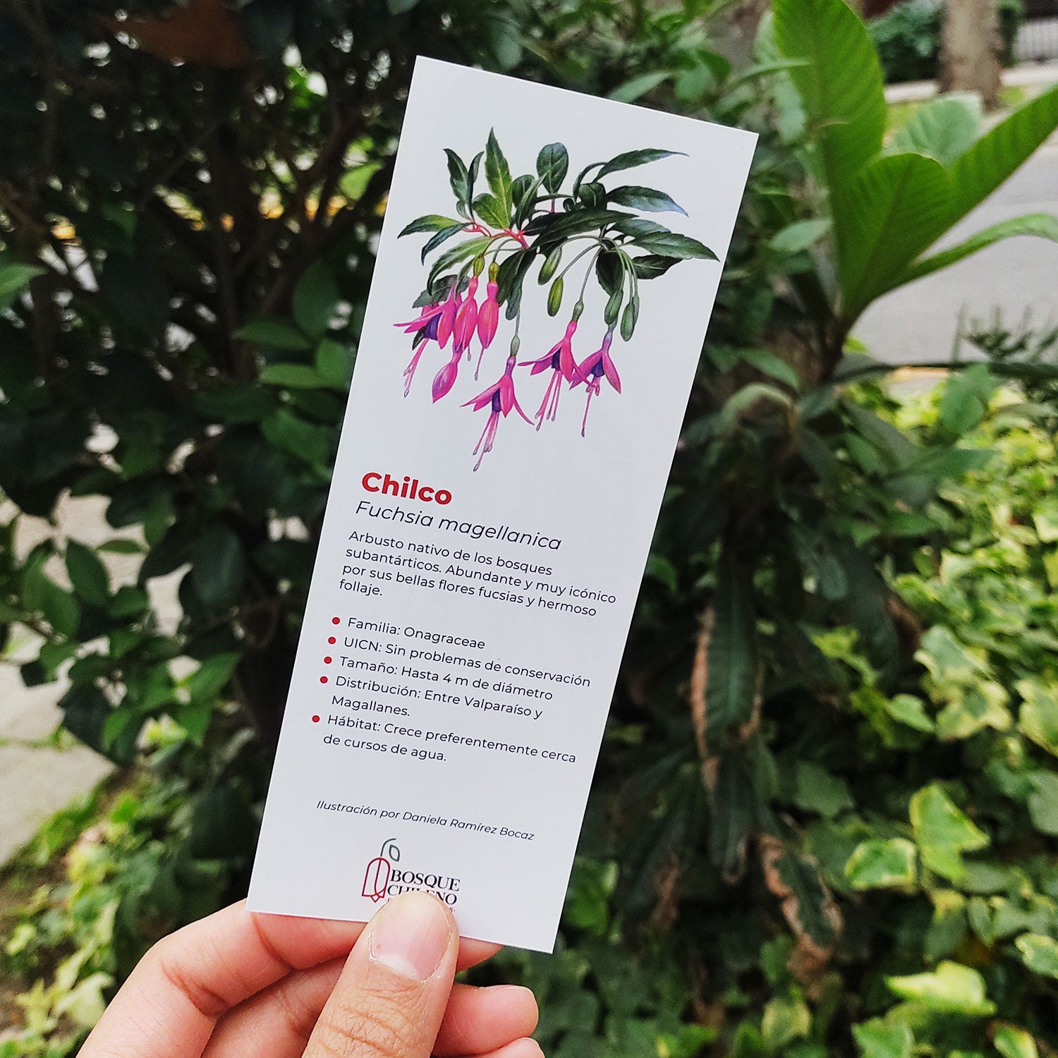 Fichas Bosque Chileno - Pack de 10 unidades