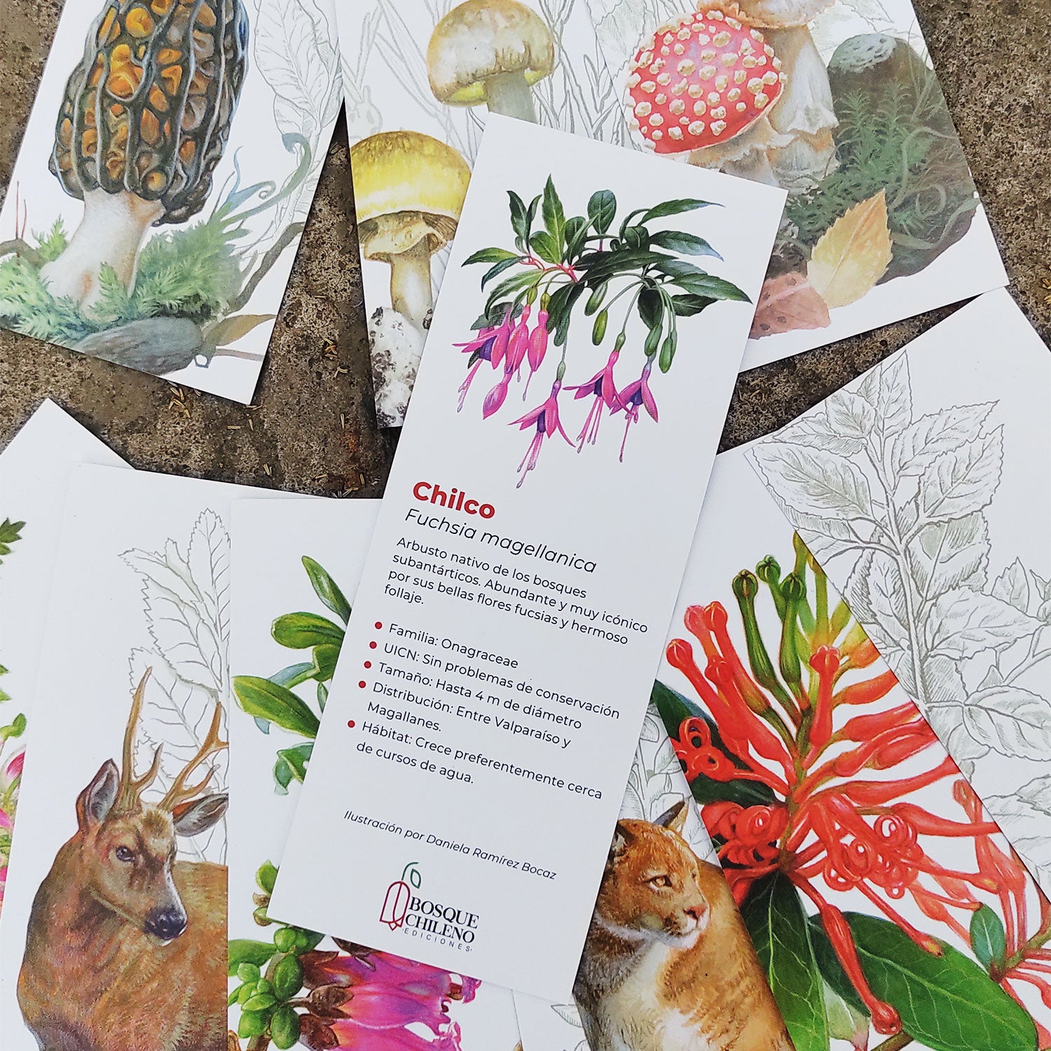 Fichas Bosque Chileno - Pack de 10 unidades