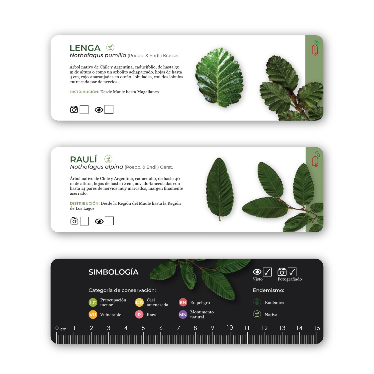 Pantonera Robles del sur del mundo - Guía de identificación del género Nothofagus en Chile