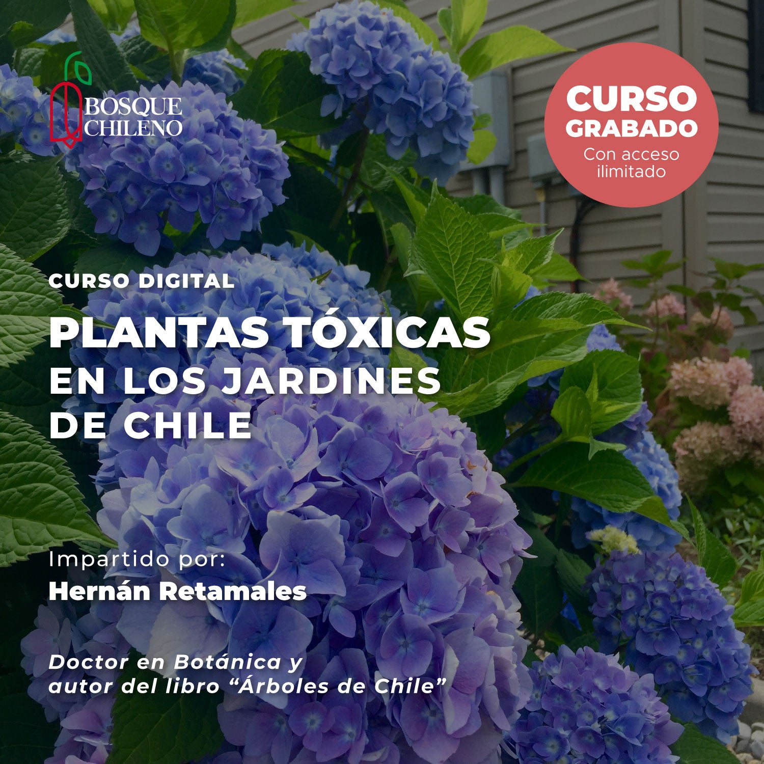 Curso digital: Plantas tóxicas en los jardines de Chile