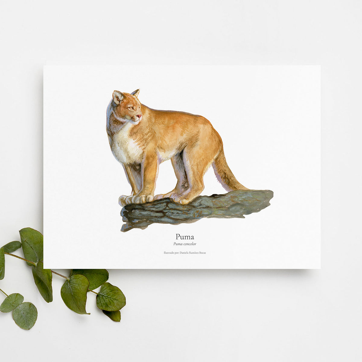Lámina ilustrada fauna Bosque Chileno 30x40 cm