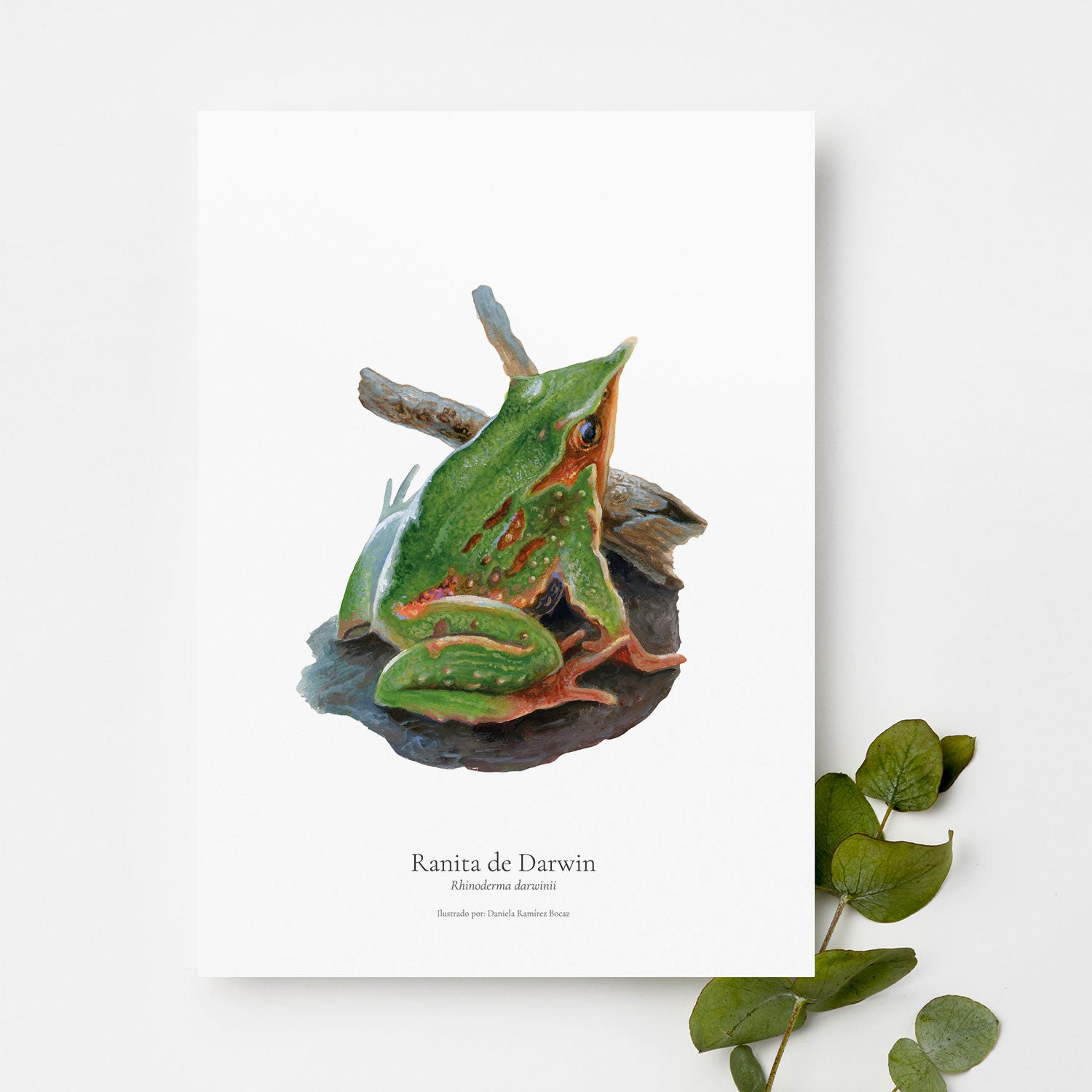 Lámina ilustrada fauna Bosque Chileno 30x40 cm