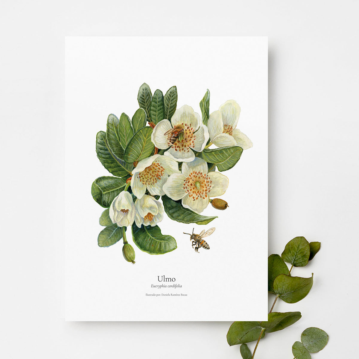 Lámina ilustrada flora Bosque Chileno 30x40 cm
