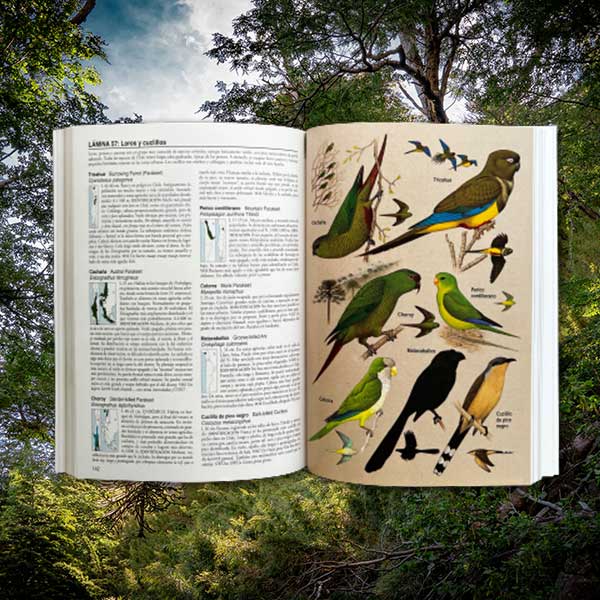 Libro Aves de Chile - Álvaro Jaramillo