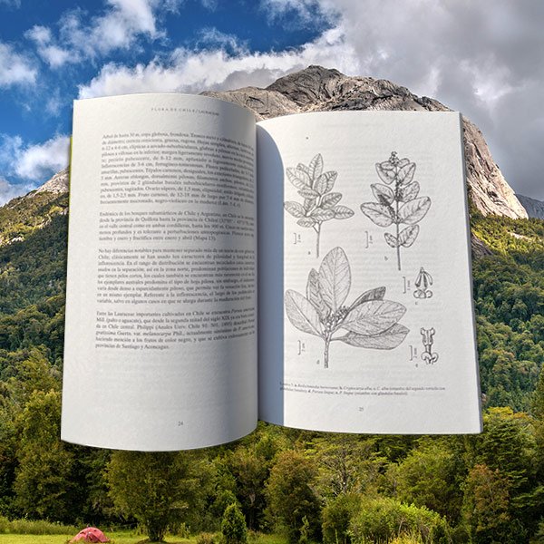 Flora de Chile Volumen 2 (Pack de 3 libros)