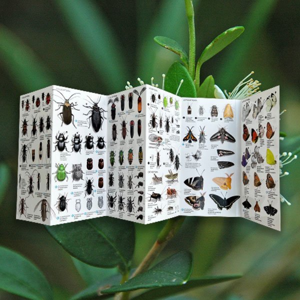 Insectos – Bosquechileno