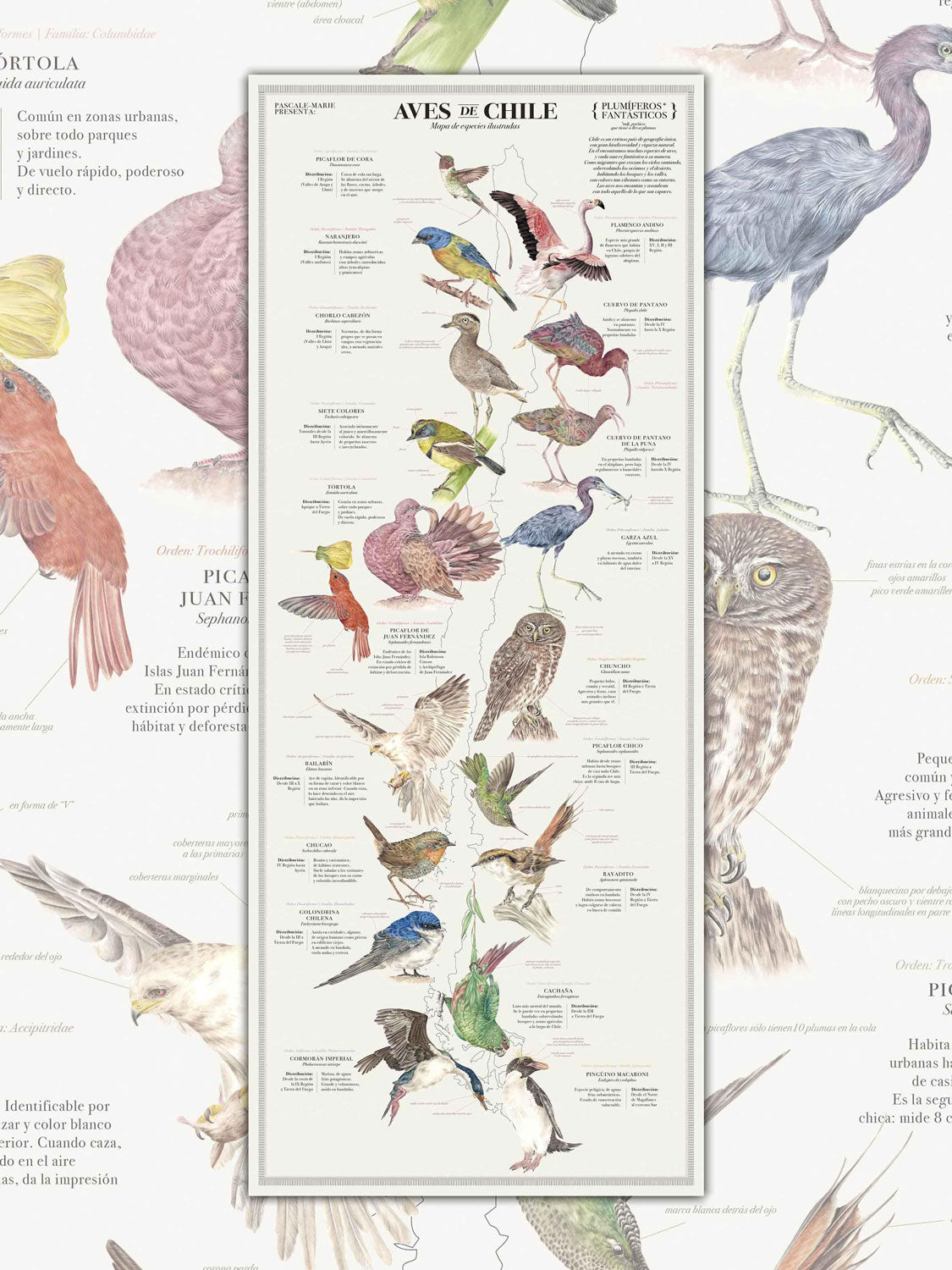 Mapa ilustrado - Aves de chile plumíferos fantásticos (lámina)
