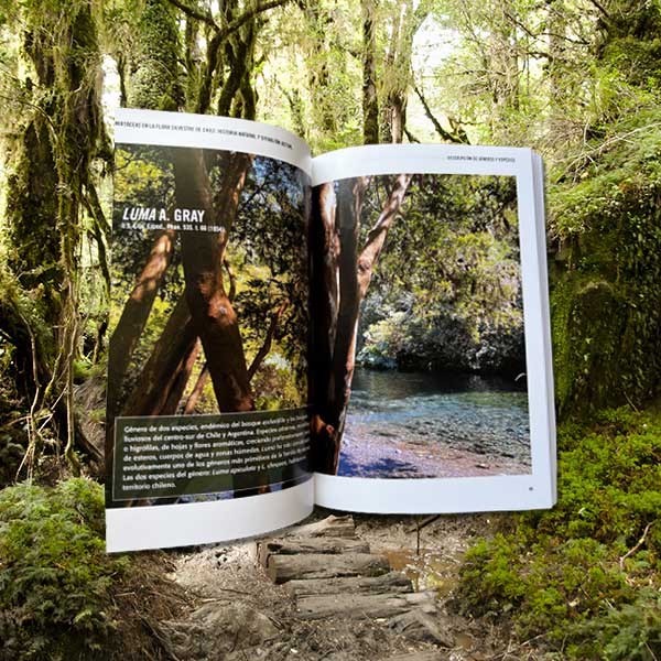 Mirtáceas en la flora silvestre de Chile - Segunda edicion