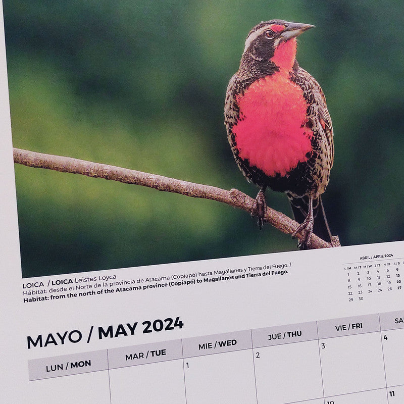 Calendario Aves de Chile 2024