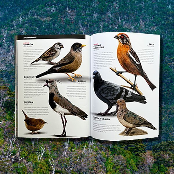 De Chincol a Jote - Aves chilenas imprescindibles