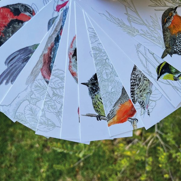 Fichas Aves de Chile - Pack de 11 unidades