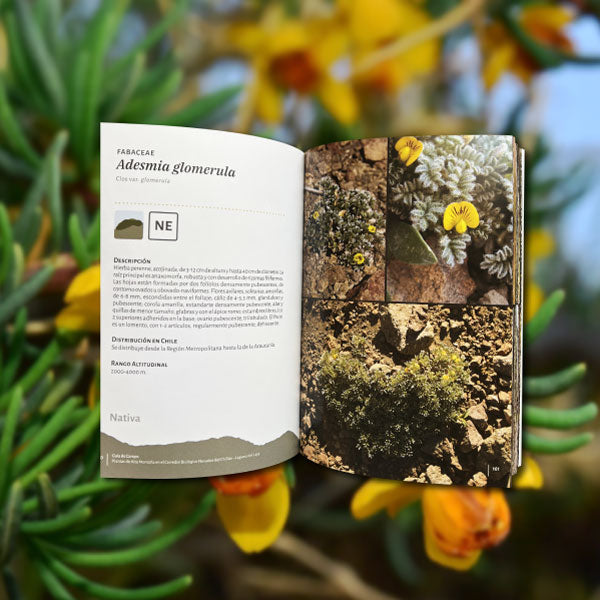 Plantas de alta montaña en el Corredor Biológico Nevados de