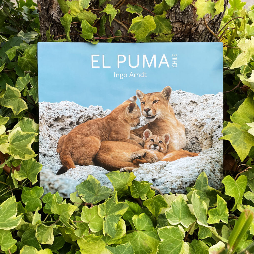 El Puma